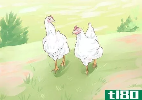 Image titled Feed Chickens Step 16