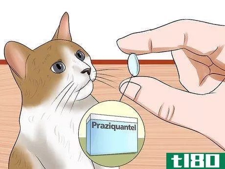 Image titled Diagnose Tapeworms in Cats Step 8