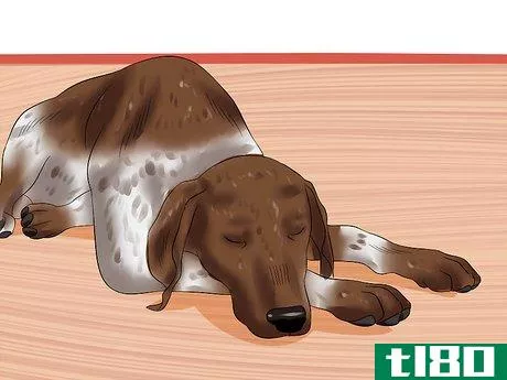 Image titled Diagnose Aortic Stenosis in German Shorthaired Pointers Step 3