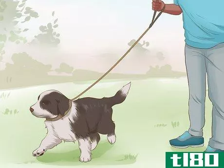 如何训练一只边境牧羊犬(exercise a border collie puppy)