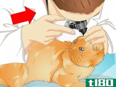 如何给猫送耳朵药(deliver ear medication to cats)