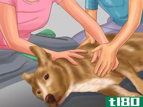 Image titled Get Canine Physical Therapy Step 2