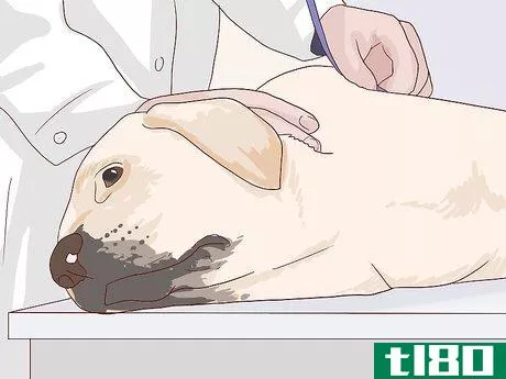 Image titled Feed an Older Dog with Heart Disease Step 12
