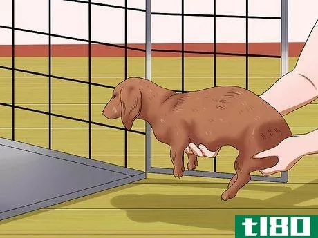 Image titled Diagnose Back Problems in Dachshunds Step 10