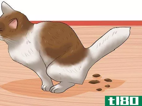Image titled Diagnose Feline Lymphosarcoma Step 1