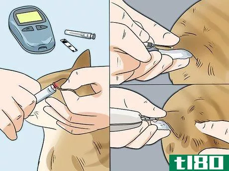 Image titled Feed a Diabetic Cat Step 11