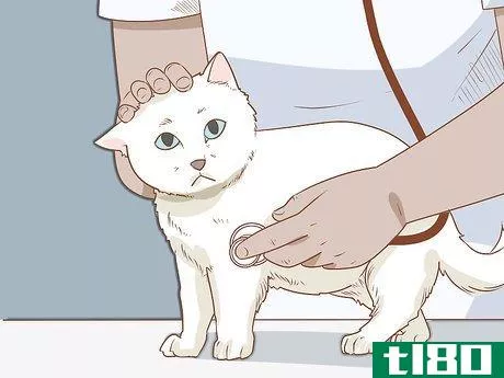 Image titled Diagnose and Treat Hyperesthesia Syndrome in Cats Step 5