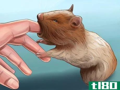 Image titled Diagnose Hamster Respiratory Illnesses Step 9