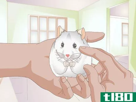 Image titled Diagnose Hamster Dental Problems Step 6