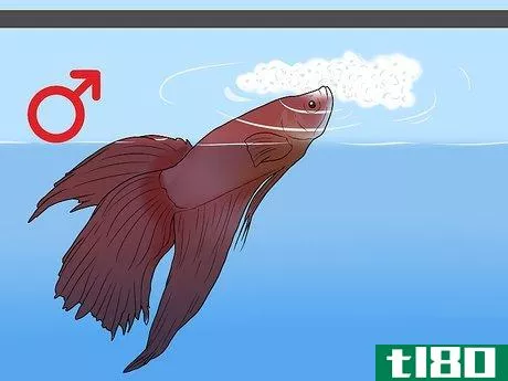 Image titled Determine the Sex of a Betta Fish Step 8