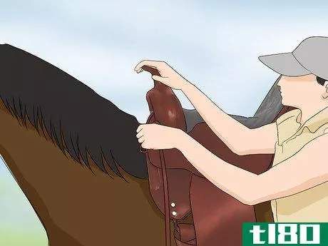 如何装西式马鞍(fit a western saddle)