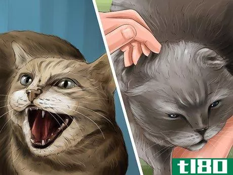 如何诊断和治疗猫的耳朵感染(diagnose and treat ear infections in cats)
