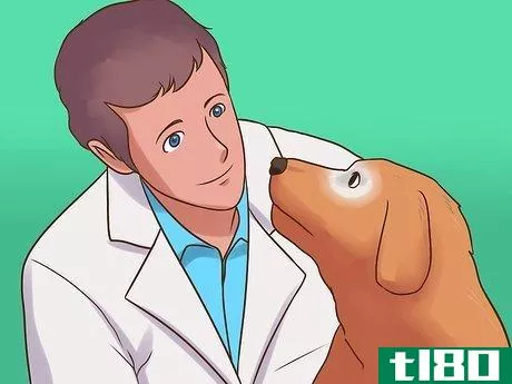 Image titled Detect Canine Hip Dysplasia Step 10