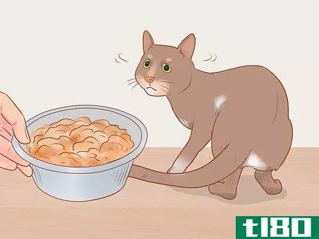 Image titled Diagnose and Treat Pancreatitis in Cats Step 2