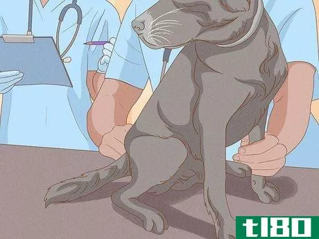 Image titled Detect Skin Cancer in Dogs Step 5