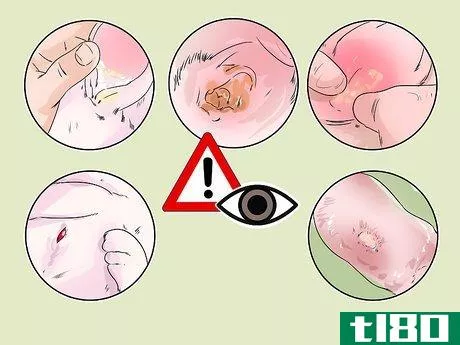 Image titled Diagnose Ear Mites in Rabbits Step 2