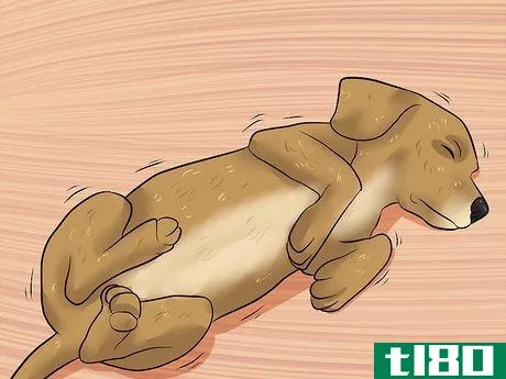 Image titled Diagnose Epilepsy in Beagles Step 1