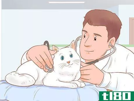 Image titled Diagnose and Treat Pancreatitis in Cats Step 12