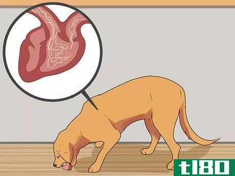Image titled Diagnose Coughing in Dogs Step 4