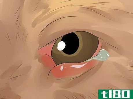 Image titled Diagnose Conjunctivitis in Dogs Step 3