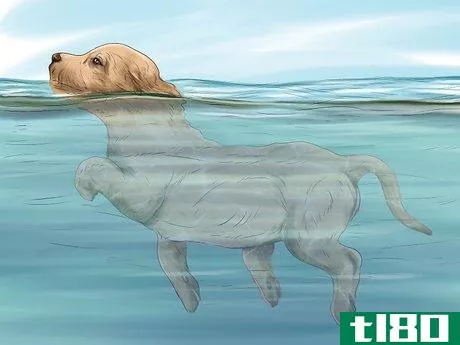 Image titled Safely Introduce Your Dog to Water Step 10