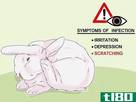 如何诊断兔耳螨(diagnose ear mites in rabbits)