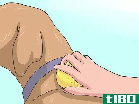 Image titled Eliminate a Flea Infestation in Your Home Step 14