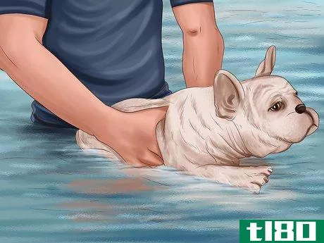 Image titled Safely Introduce Your Dog to Water Step 7