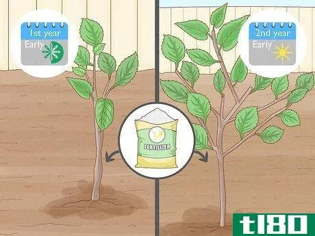 Image titled Fertilize an Apple Tree Step 2