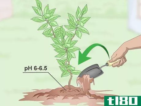 Image titled Germinate Tree Seeds Step 20