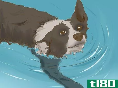 Image titled Exercise a Border Collie Puppy Step 4