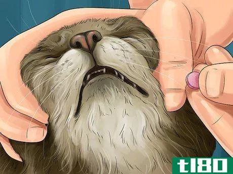 Image titled Diagnose and Treat Ear Infections in Cats Step 11