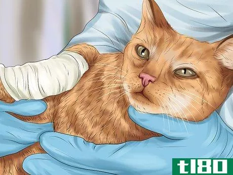 Image titled Ensure the Health of a Lost Pet After Finding It Step 7