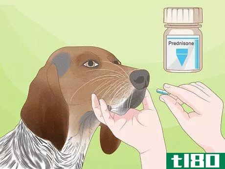 Image titled Diagnose and Treat Your Dog's Itchy Skin Problems Step 17