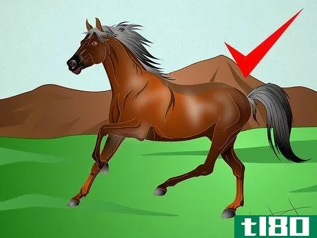 Image titled Draw a Realistic Looking Horse Step 12