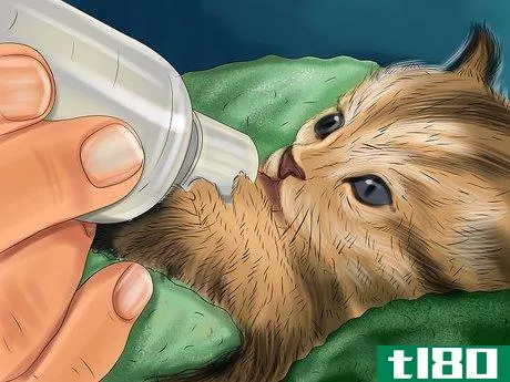 Image titled Feed Newborn Kittens Commercial Milk Replacer Step 10