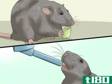 Image titled Feed a Pet Rat Step 4