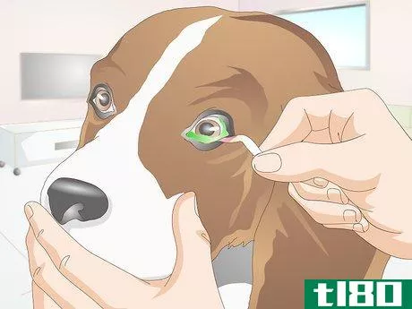 Image titled Diagnose Canine Corneal Ulcers Step 10
