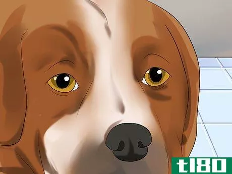 Image titled Diagnose Canine Infectious Hepatitis Step 5