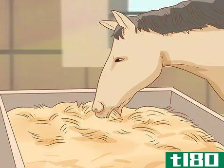 Image titled Feed a Horse Step 2