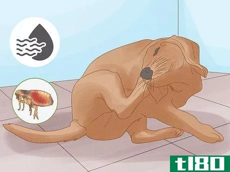 Image titled Diagnose and Treat Your Dog's Itchy Skin Problems Step 6