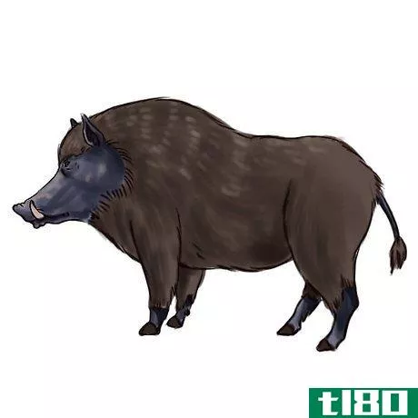 Image titled Boar Intro
