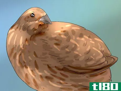 Image titled Determine Sex of a Quail Step 1