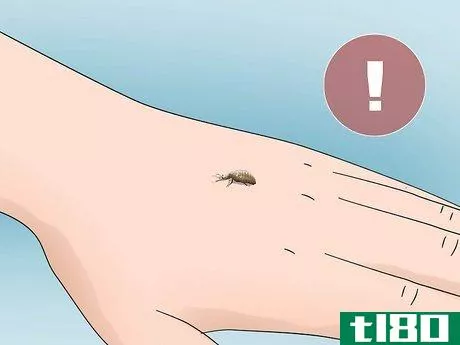 Image titled Find and Care For an Antlion Step 10