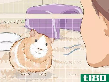 Image titled Ensure a Happy Life for Your Guinea Pig Step 17
