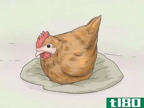 Image titled Determine the Sex of a Chicken Step 10