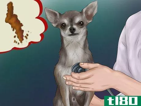 Image titled Feed Picky Chihuahuas Step 1