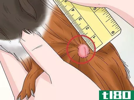 Image titled Diagnose and Treat Tumors in Guinea Pigs Step 2