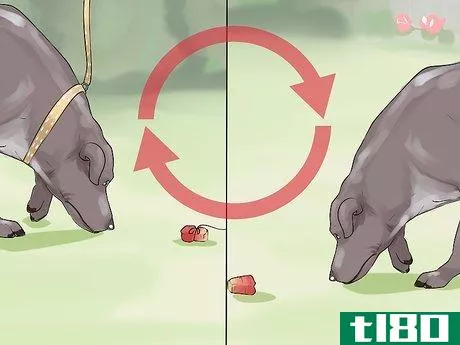 Image titled Do Short Training Sessions with Your Hunting Dog Step 10