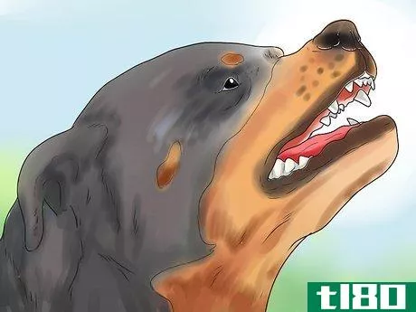 Image titled Diagnose Dysplasia in Rottweilers Step 3